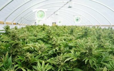 Booming Legalized Cannabis Market Heats Up Demand for CO2 Detection Systems